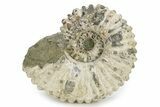 Bumpy Ammonite (Douvilleiceras) Fossil - Madagascar #254919-1